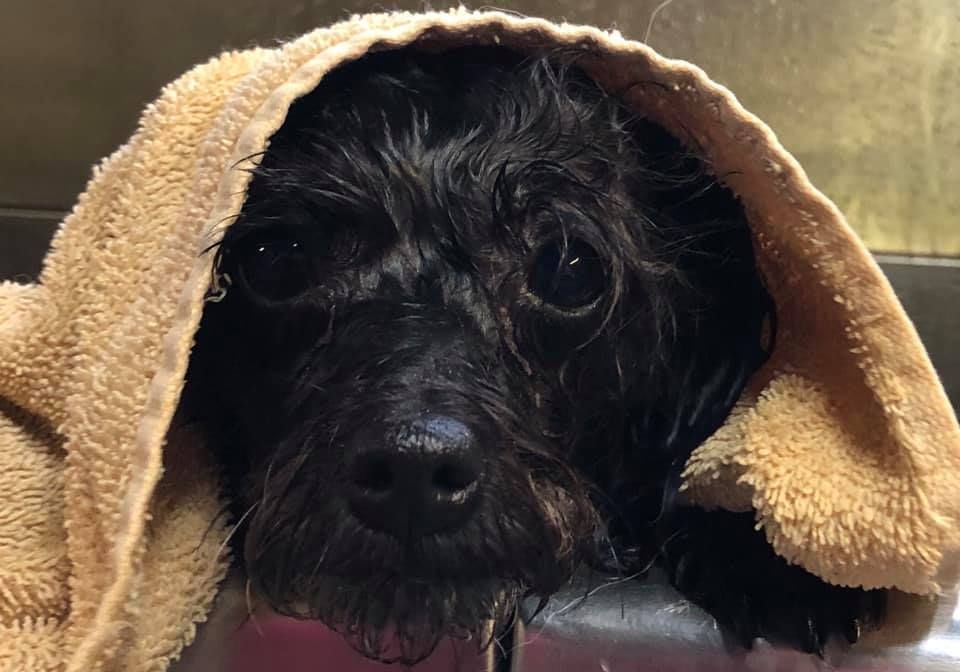 Black dog wrapped in a tan towel, looking at the camera with wet fur and a concerned expression.