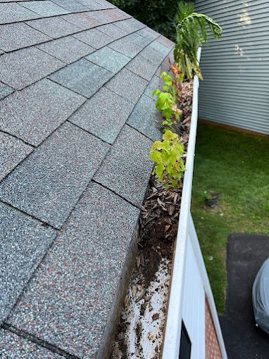 A gutter on the side of a house with leaves growing out of it.