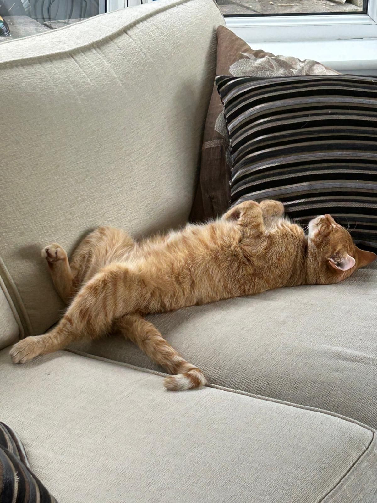 Frank dreaming of Whiskas