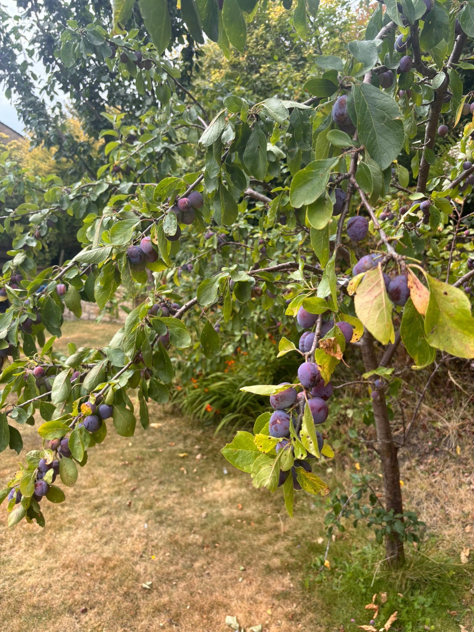 A relatable marketing lesson inspired by a plum tree