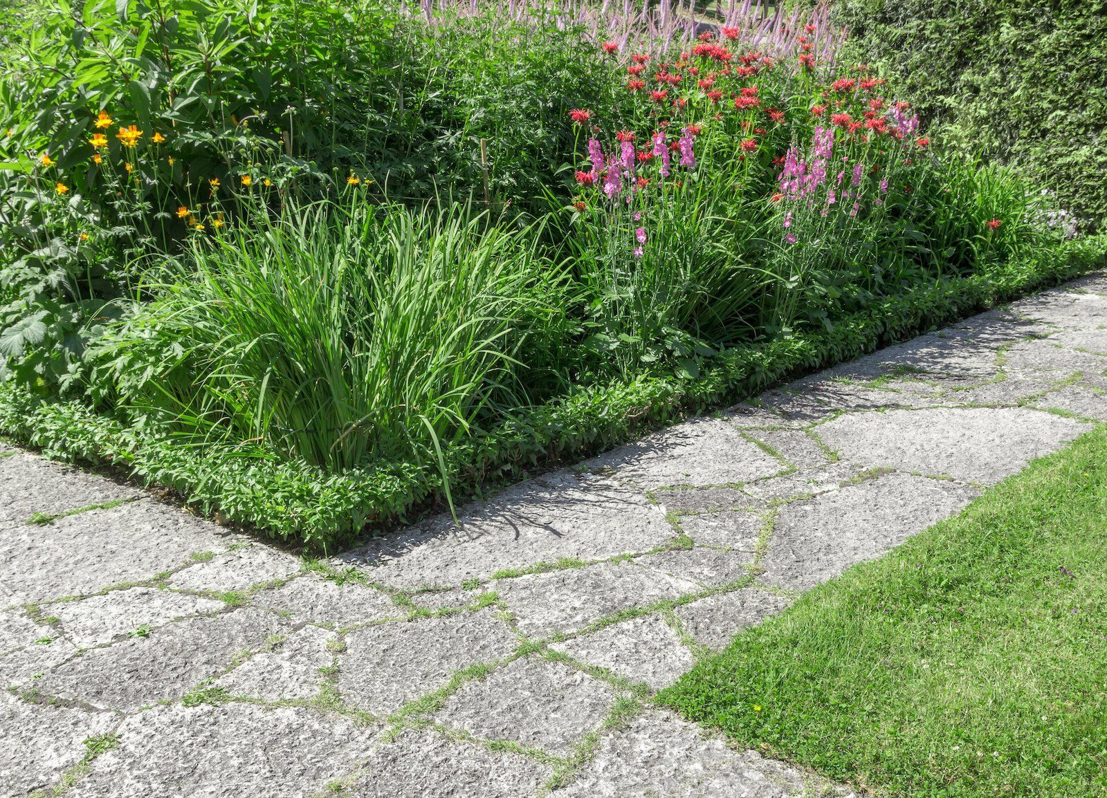 plants near the concrete walkway