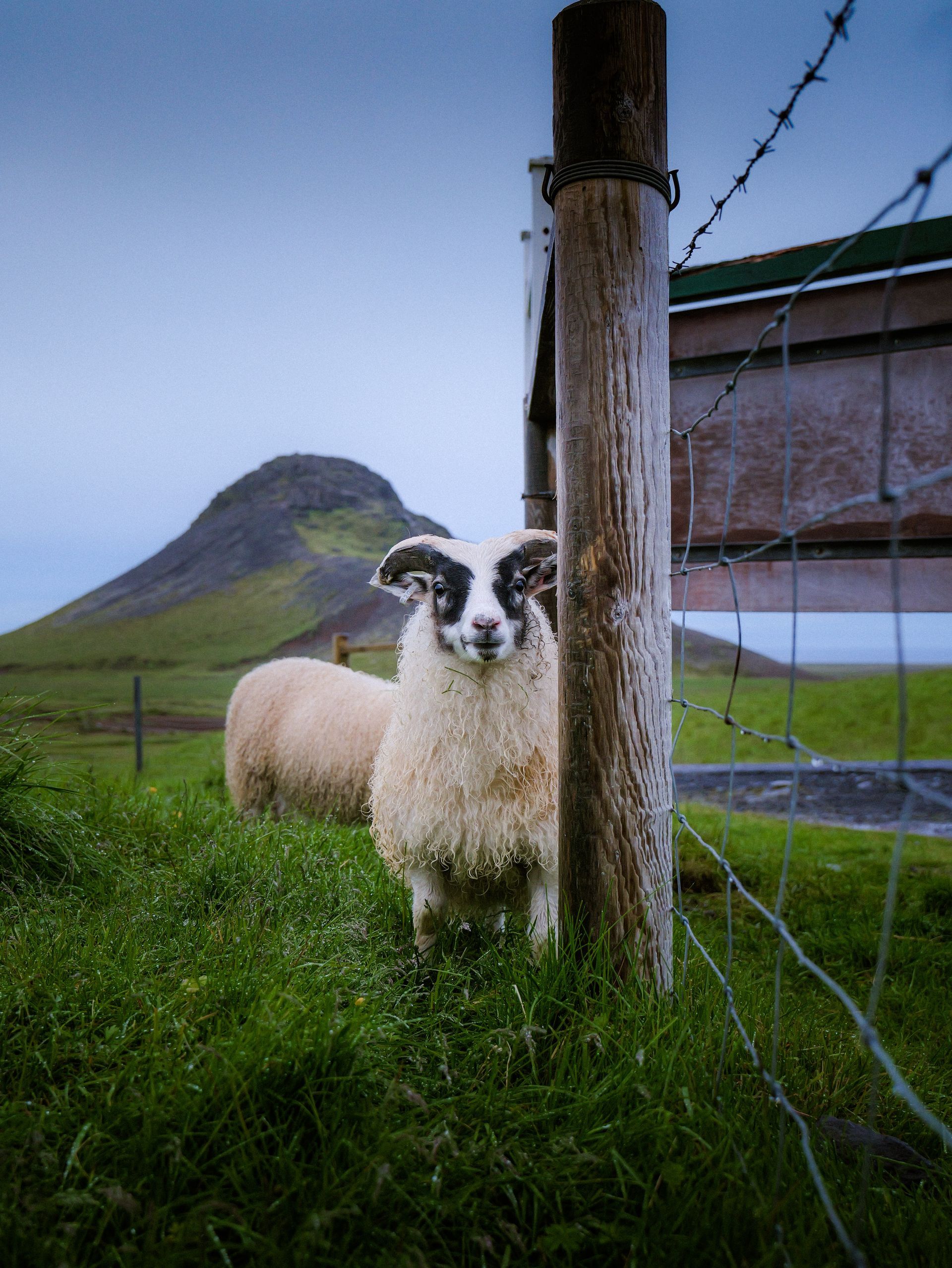 Karolina Anna Szczerbetka. Sheep in Krýsuvík