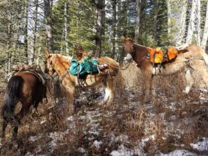Lone Wolf Guide Service Hunt