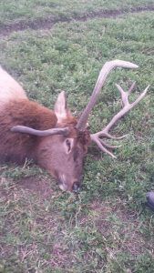 Lone Wolf Guide Service Hunt