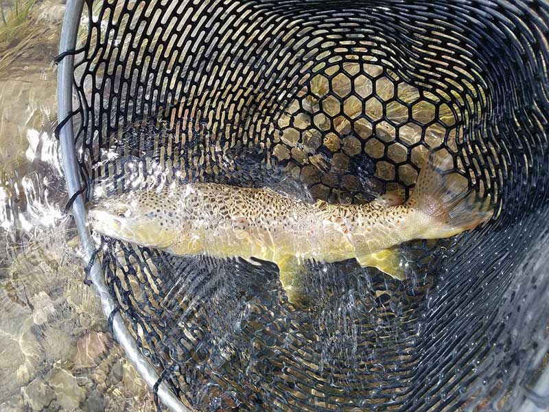Lone Wolf Guide Service Fishing