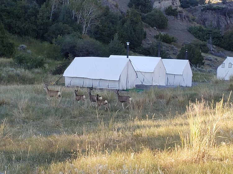 Lone Wolf Guide Service Camp