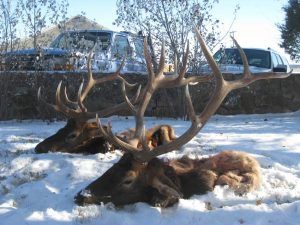 Lone Wolf Guide Service Hunt