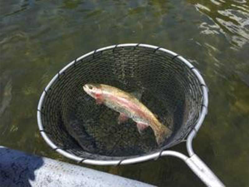 Lone Wolf Guide Service Fishing