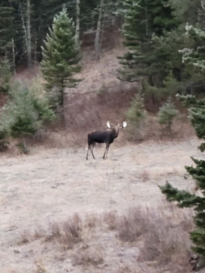 Lone Wolf Guide Service Hunt