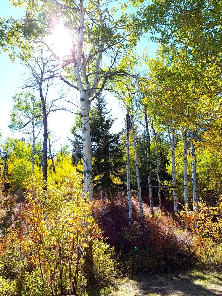 Lone Wolf Guide Service Camp