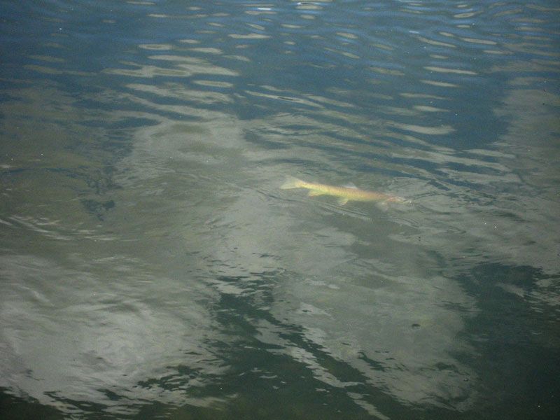 Lone Wolf Guide Service Fishing