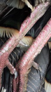 Lone Wolf Guide Service Hunting
