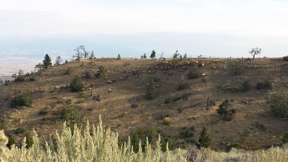 Lone Wolf Guide Service Hunting