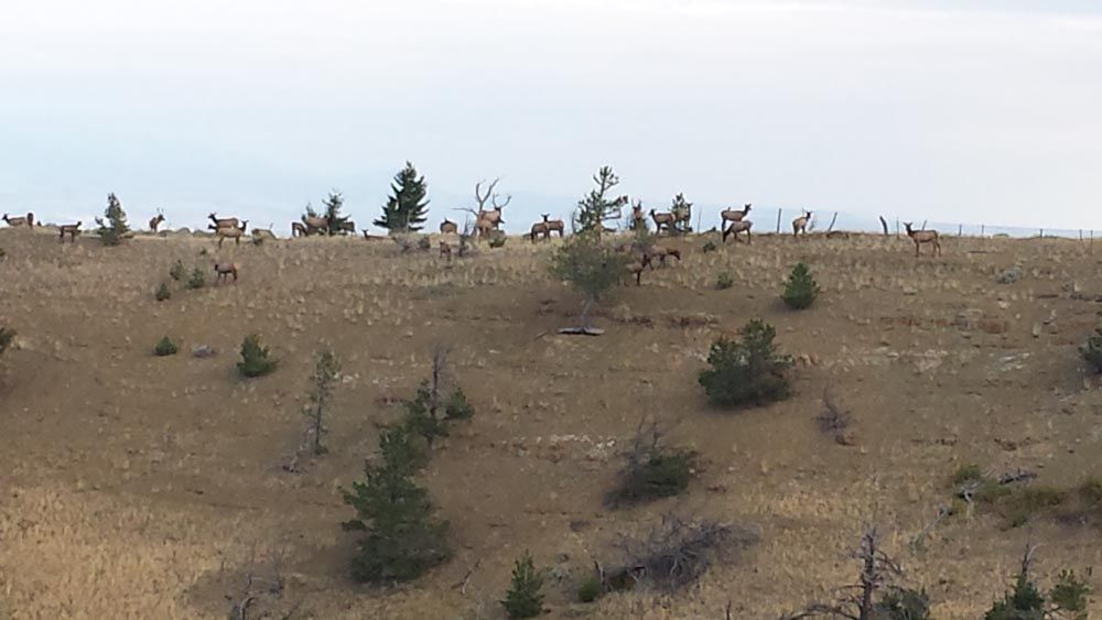 Lone Wolf Guide Service Hunting