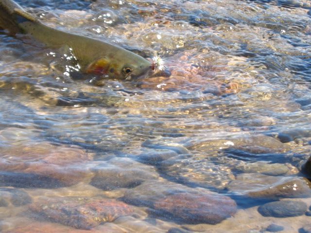Lone Wolf Guide Service Fishing