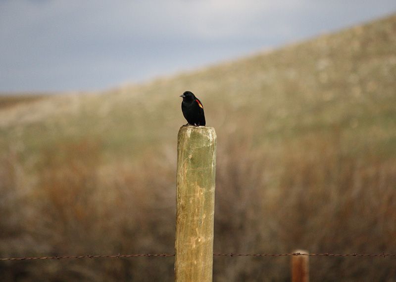 Bird Watching