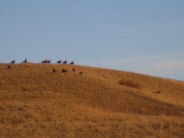 Lone Wolf Guide Service Hunting