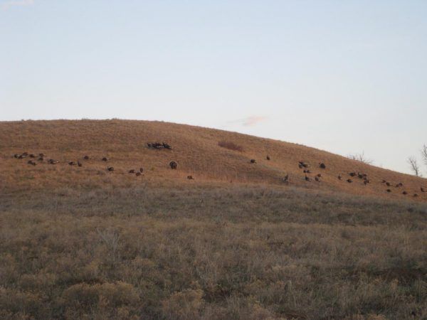 Lone Wolf Guide Service Hunting