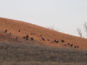 Lone Wolf Guide Service Hunting