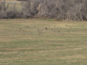 Lone Wolf Guide Service HuntingLone Wolf Guide Service Hunting