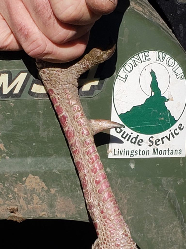 Lone Wolf Guide Service Hunting