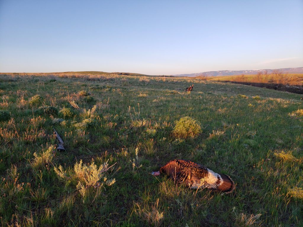 Lone Wolf Guide Service Hunting
