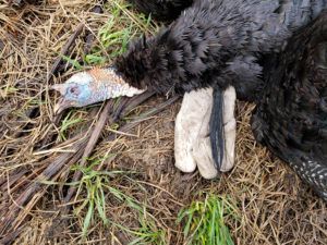 Lone Wolf Guide Service Hunting