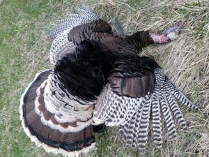 Lone Wolf Guide Service Hunting