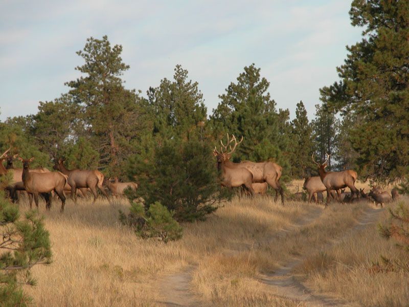 Lone Wolf Guide Service Hunting