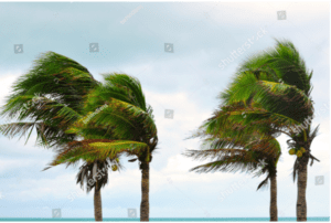 Wind-bent palm trees swaying in strong gusts against a pale blue sky and ocean backdrop