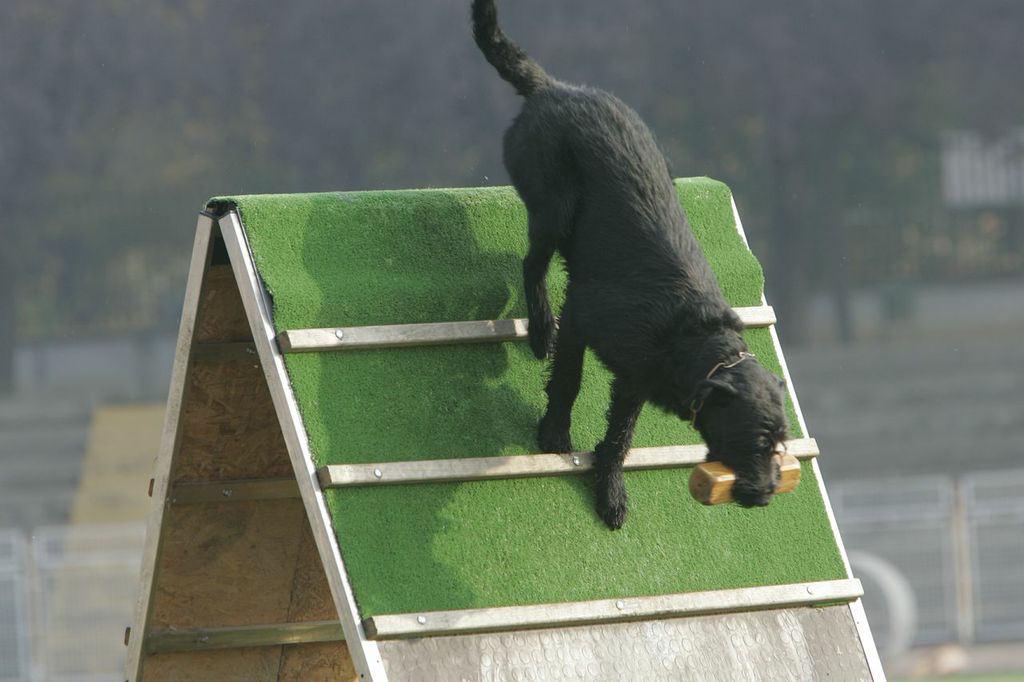 Leading Edge Dogs Williamson, GA Leading Edge Kennels