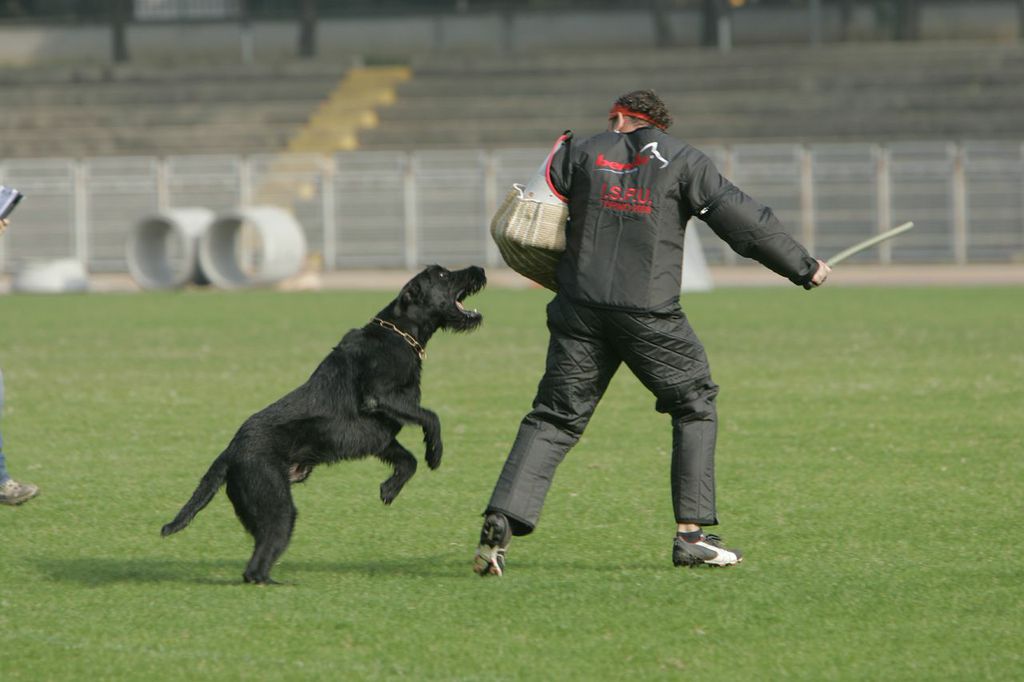 Leading Edge Dogs Williamson, GA Leading Edge Kennels