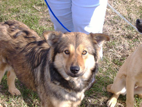 Rescue Dog — Williamson, GA — Leading Edge Kennels Rescue Dog — Williamson, GA — Leading Edge Kennels