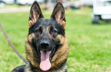 Heddy — Williamson, GA — Leading Edge Kennels Heddy — Williamson, GA — Leading Edge Kennels