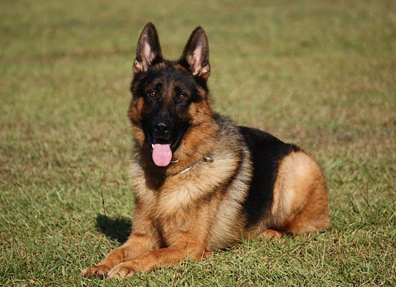Hendrix — Williamson, GA — Leading Edge Kennels Hendrix — Williamson, GA — Leading Edge Kennels