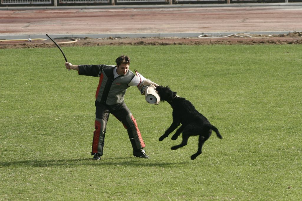 Dog Biting Sleeve of Trainer— Williamson, GA — Leading Edge Kennels
