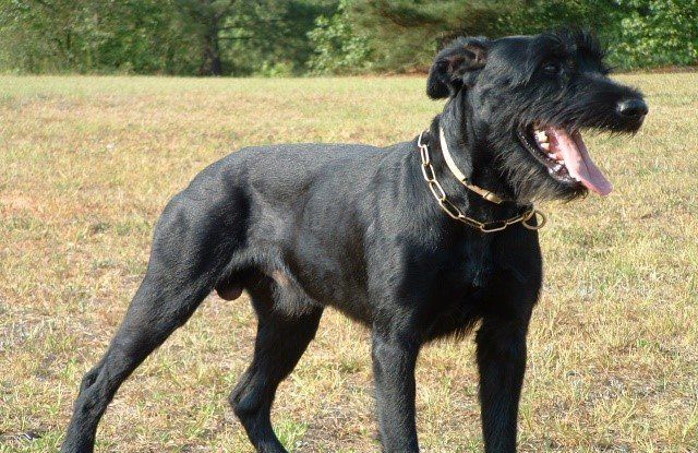 Quentin — Williamson, GA — Leading Edge Kennels Quentin — Williamson, GA — Leading Edge Kennels