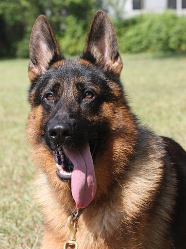Dog with Tongue Out — Williamson, GA — Leading Edge Kennels