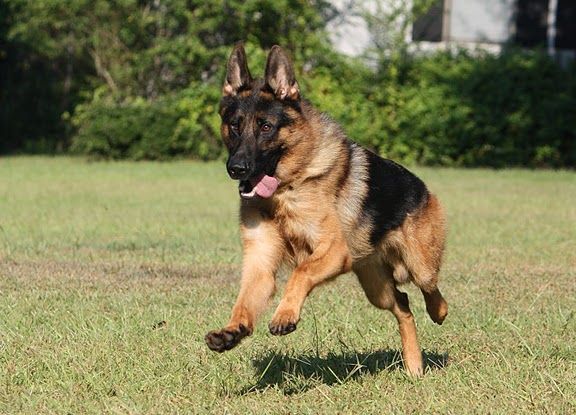Dog Running with Tongue Out — Williamson, GA — Leading Edge Kennels