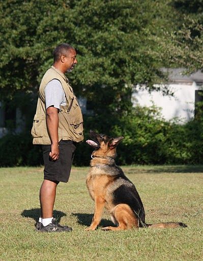 Dog Sitting with Trainer — Williamson, GA — Leading Edge Kennels