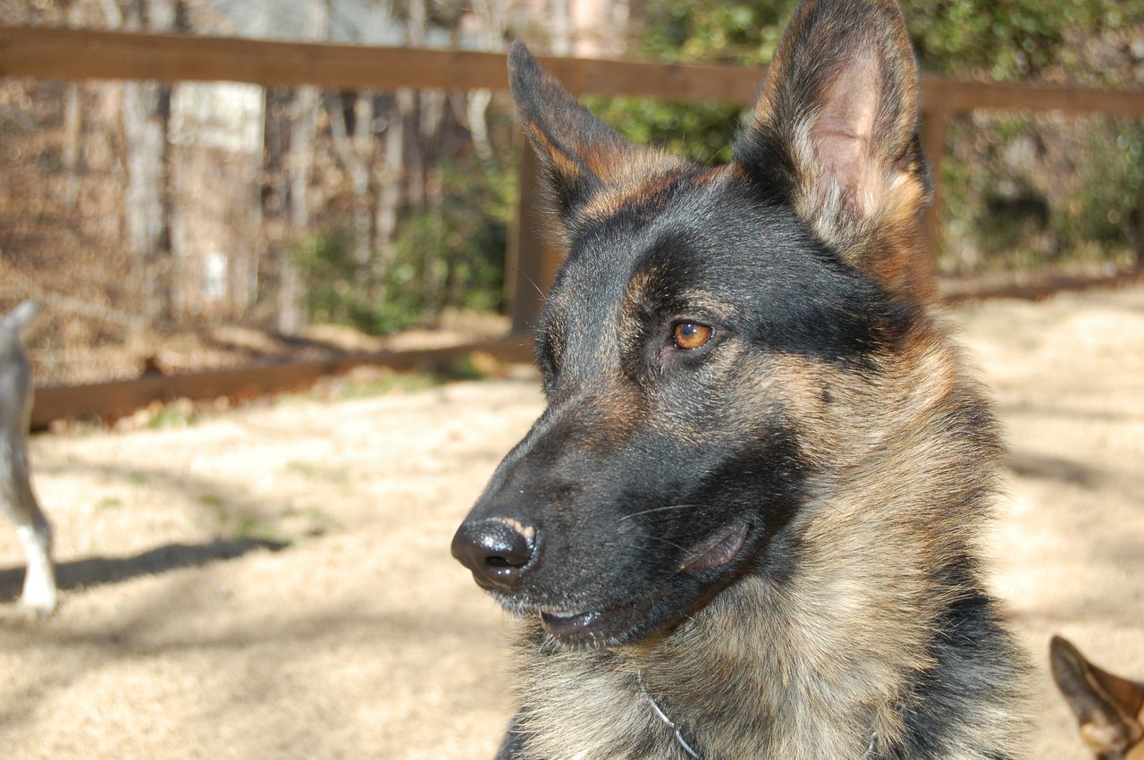 Close Up of Heddy — Williamson, GA — Leading Edge Kennels