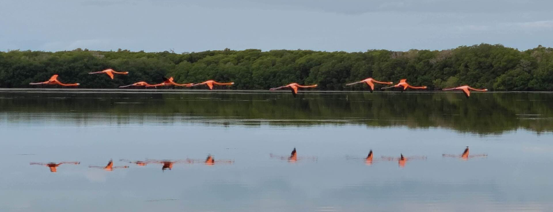 Flamingos flying over water
