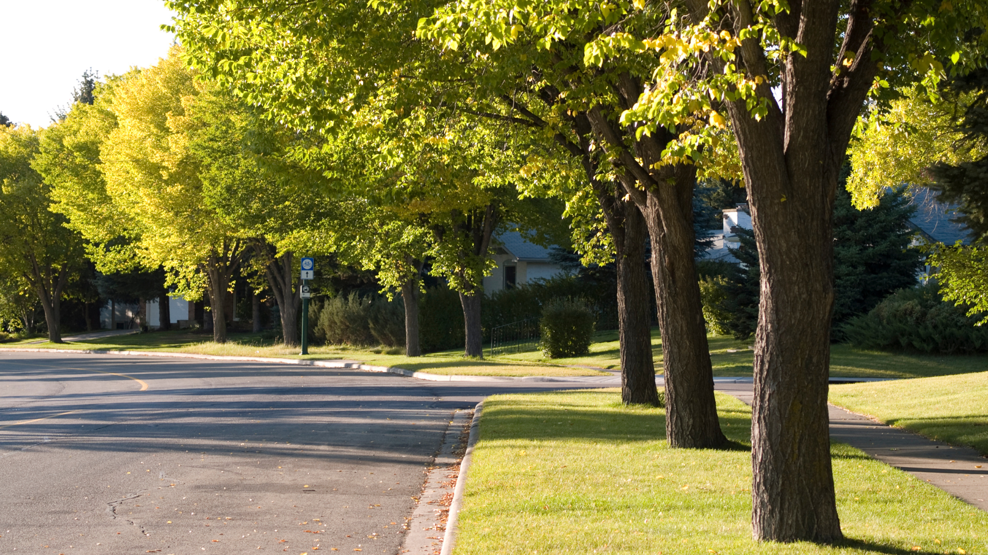 A row of trees line the side of a road