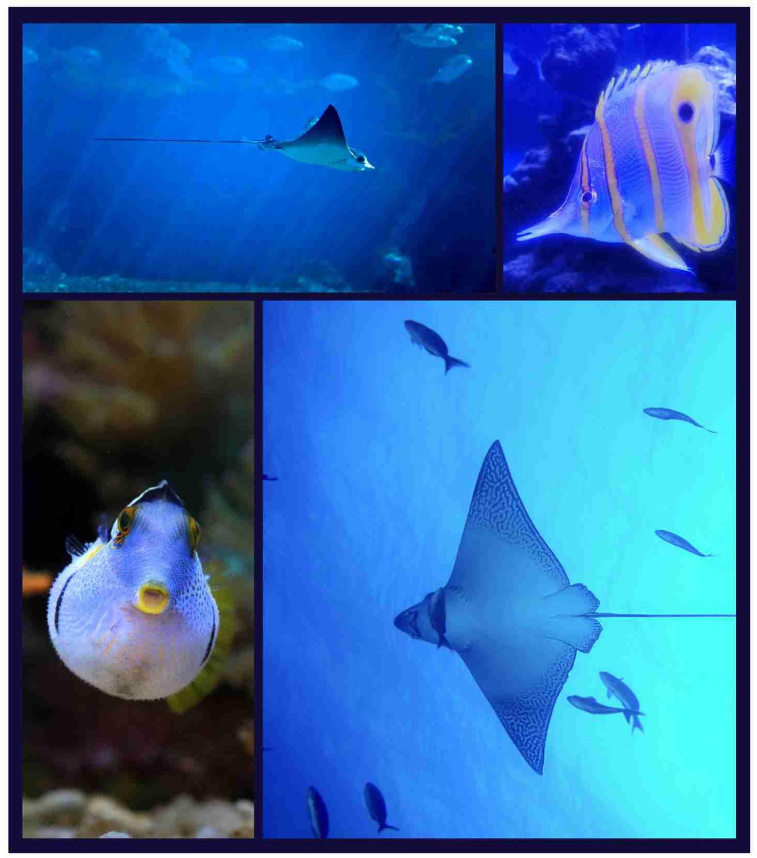 Fishes swimming