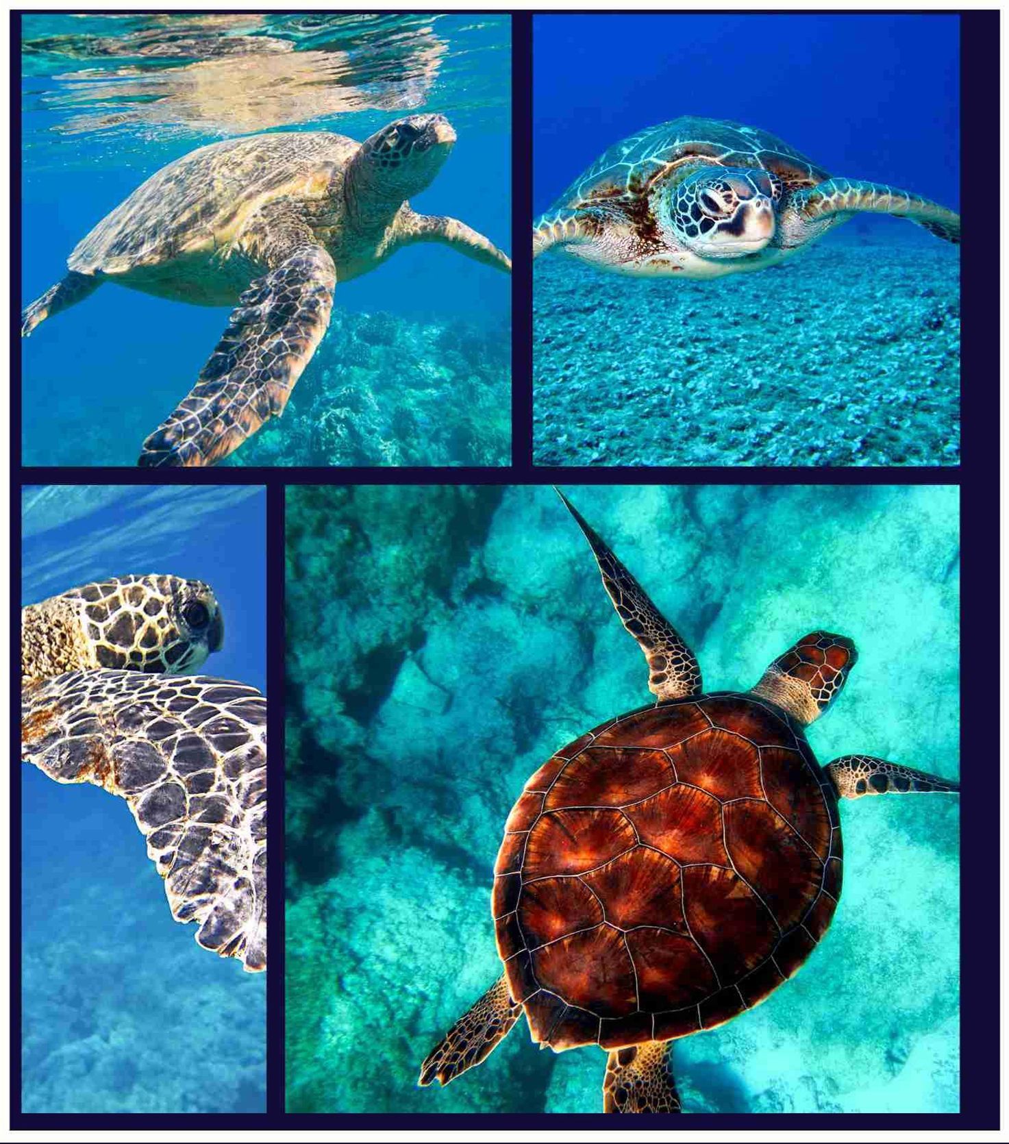 Turtle Swimming at the ocean