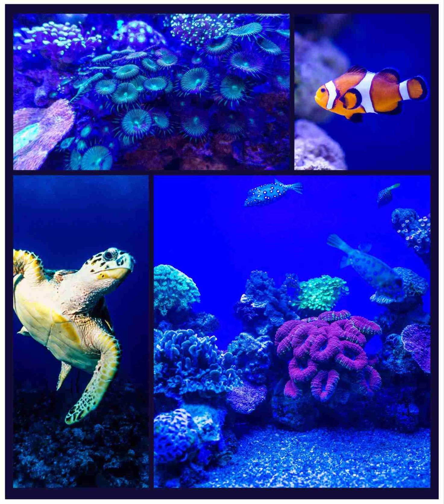 Marine Biology