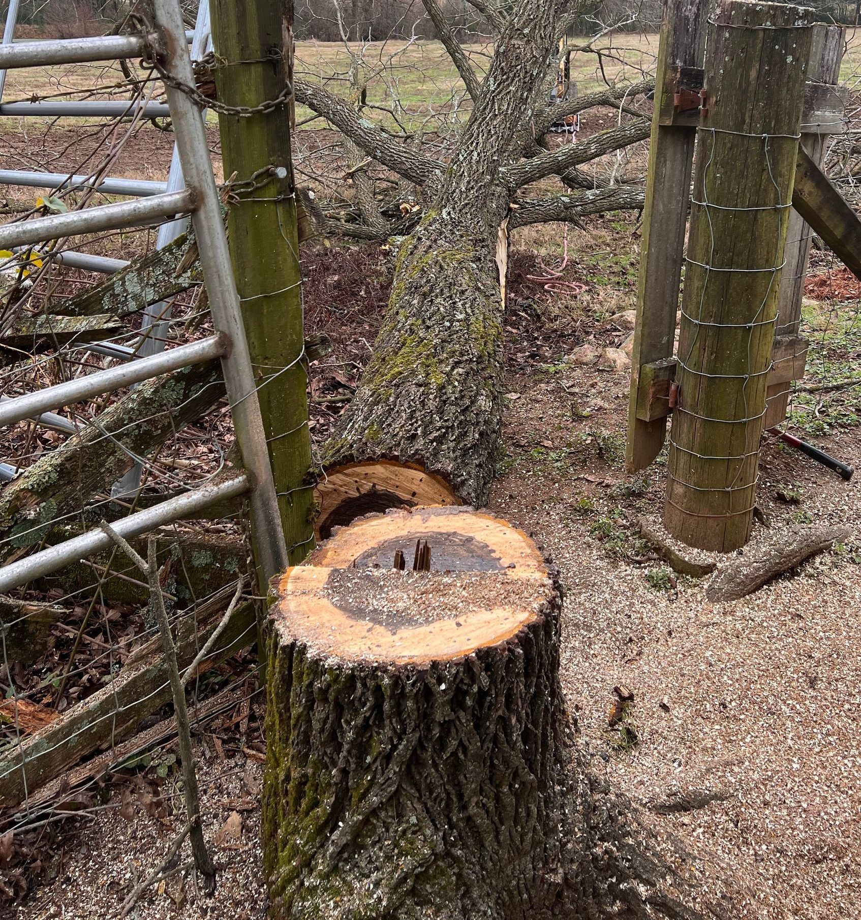 A tree stump with a hole in it is next to a barbed wire fence.