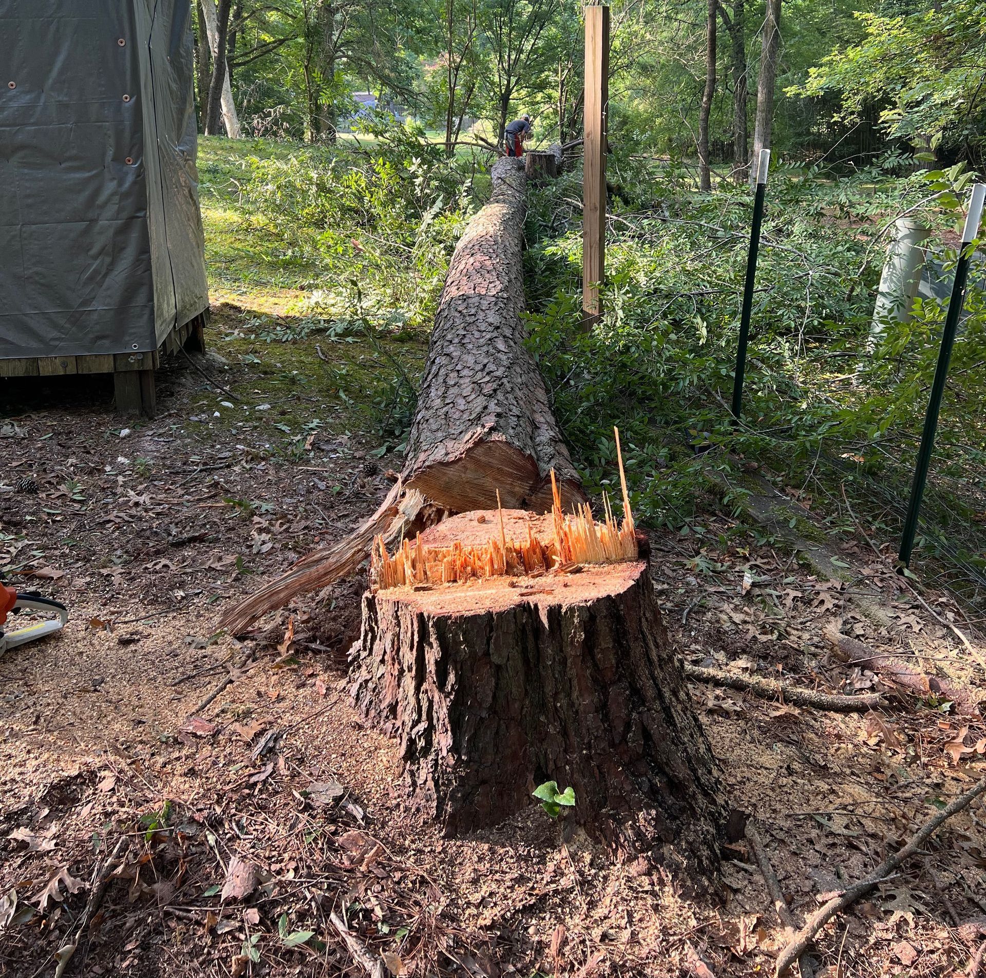 A large tree stump is sitting in the middle of a forest next to a chainsaw.