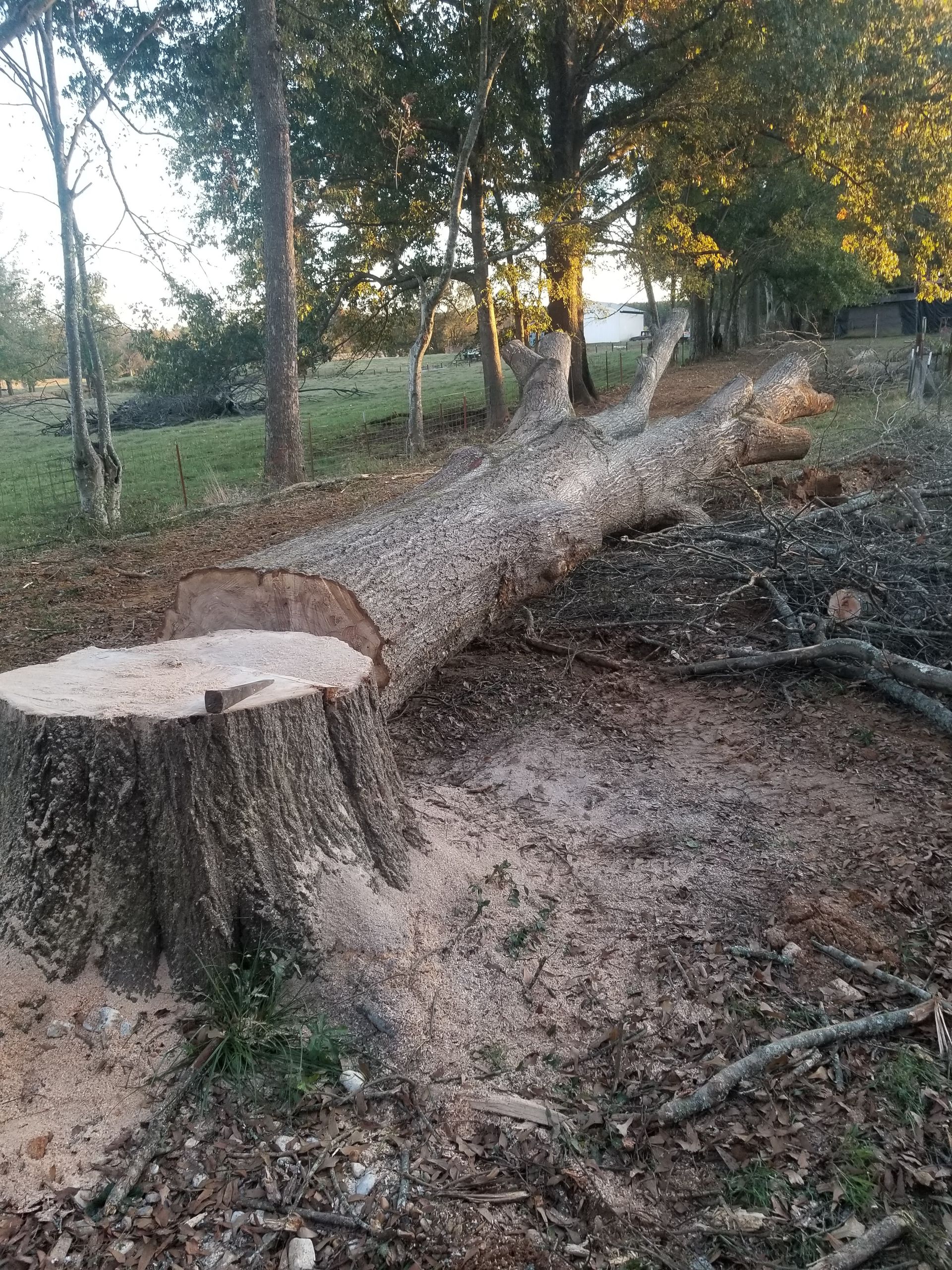 Tree Service | Arkadelphia, AR | Busy B Tree Services