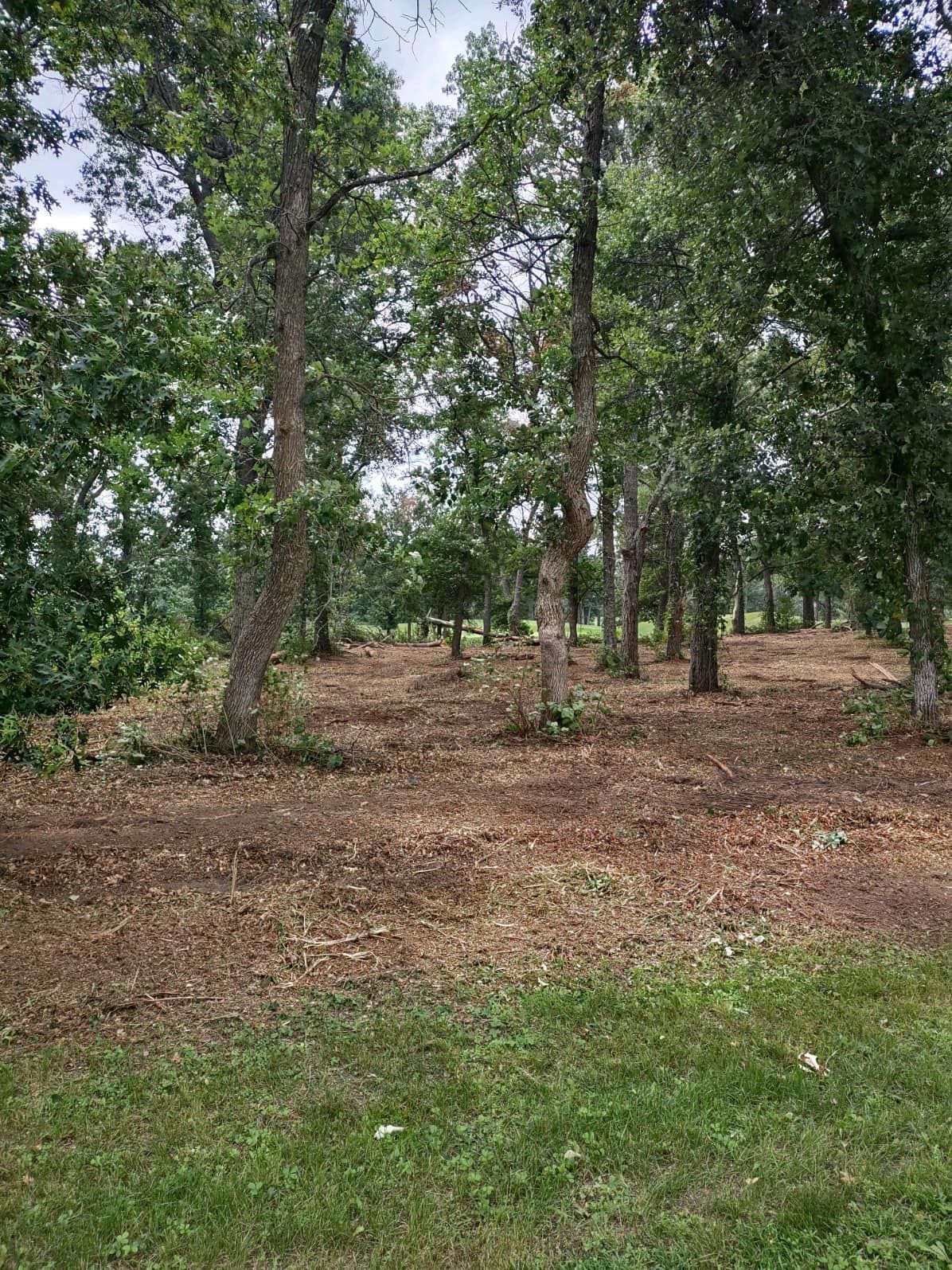 A dirt road surrounded by trees and bushes on a sunny day